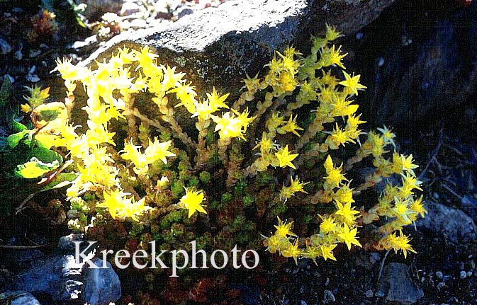 Sedum acre