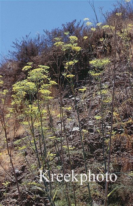 Foeniculum vulgare