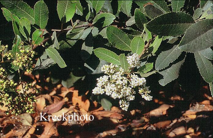 Phillyrea latifolia