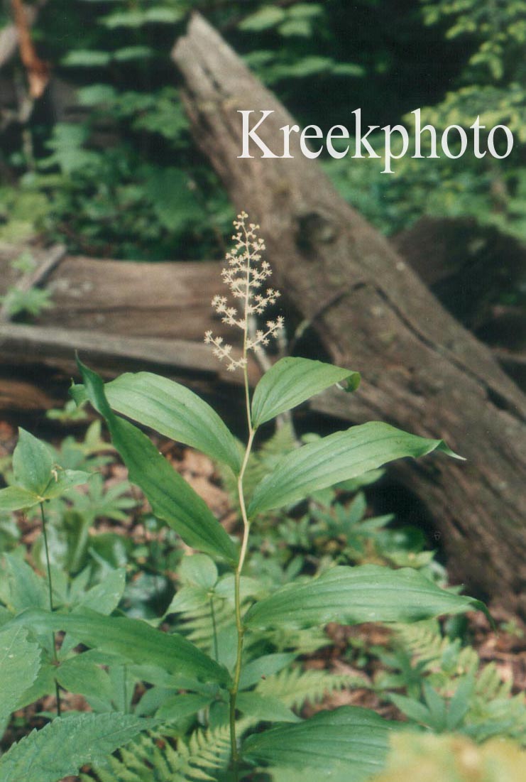 Smilacina racemosa