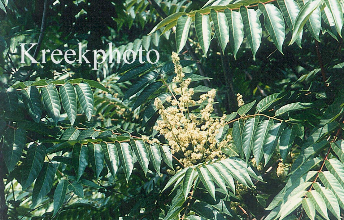 Rhus verniciflua