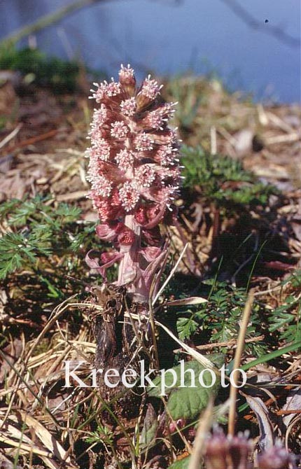 Petasites hybridus