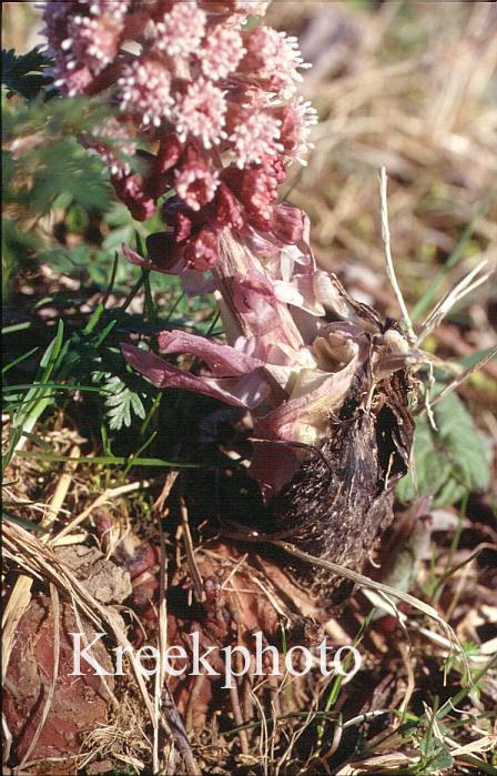 Petasites hybridus