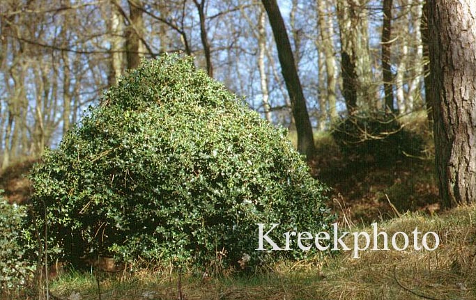 Ilex aquifolium