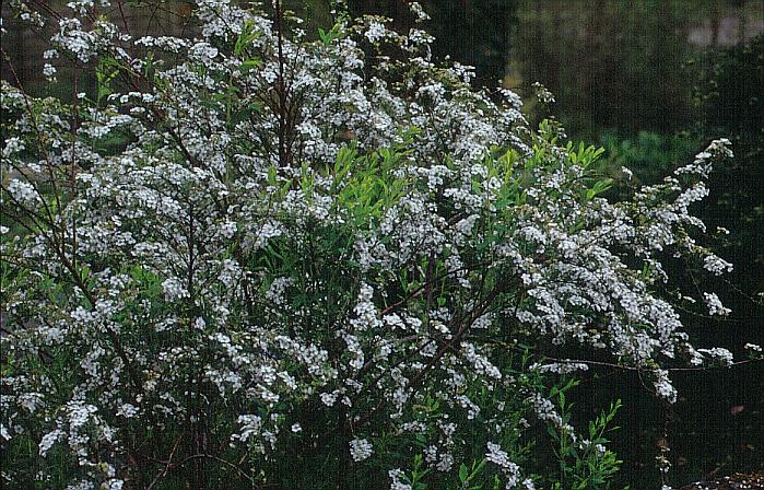 Spiraea arguta