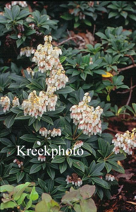 Pieris japonica 'Cupido'