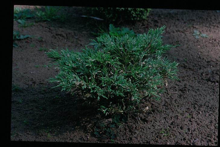 Juniperus horizontalis 'Andorra Variegata' (91566)