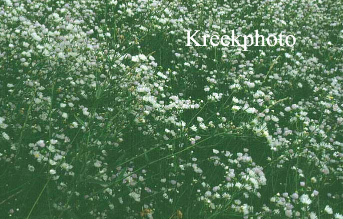 Aster umbellatus