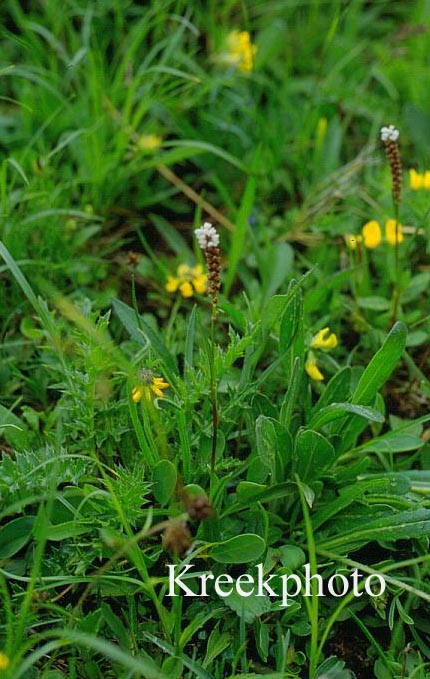 Persicaria vivipara