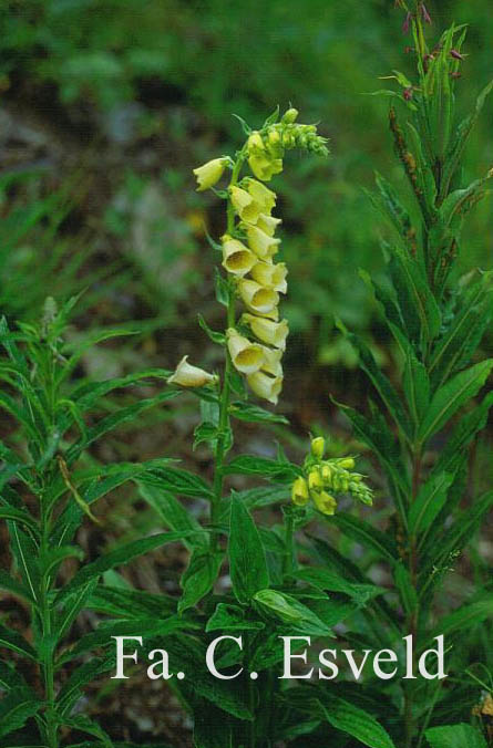 Digitalis lutea