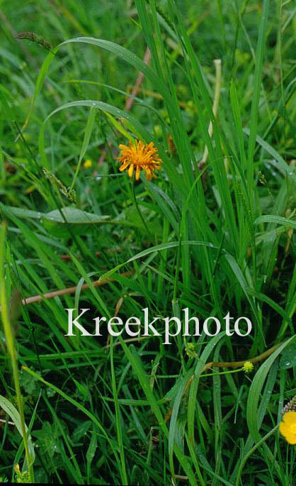 Hieracium aurantiacum