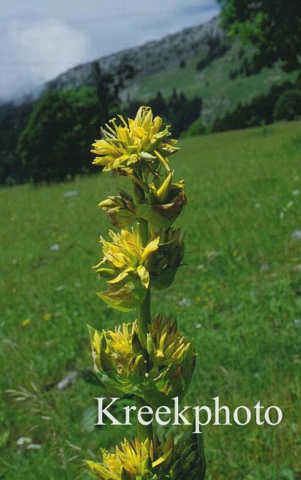 Gentiana lutea