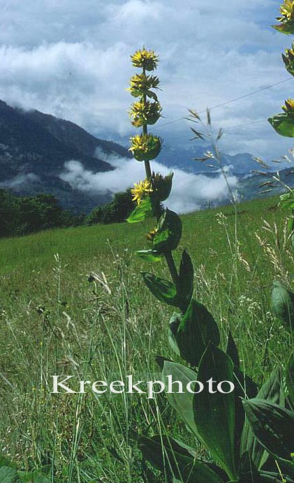 Gentiana lutea