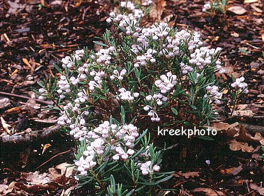 Andromeda polifolia