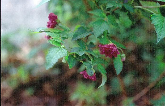 Rubus spectabilis 'Olympic Double'