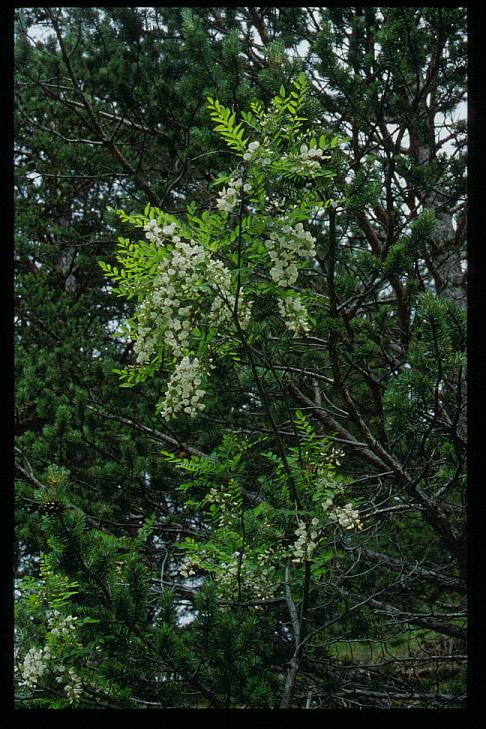Robinia pseudo-acacia