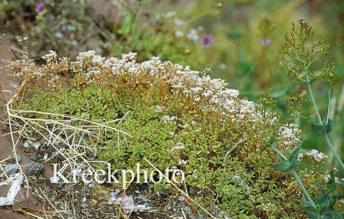 Sedum album