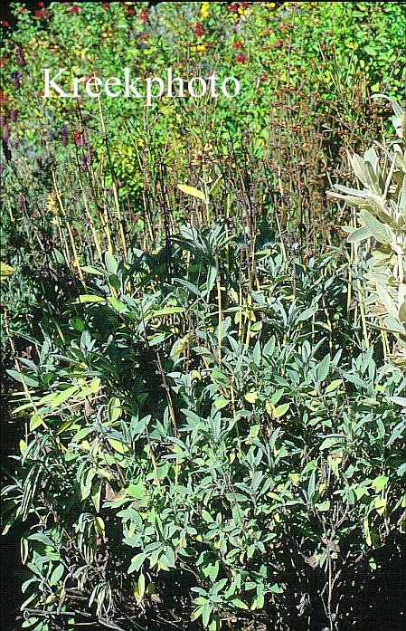 Salvia officinalis