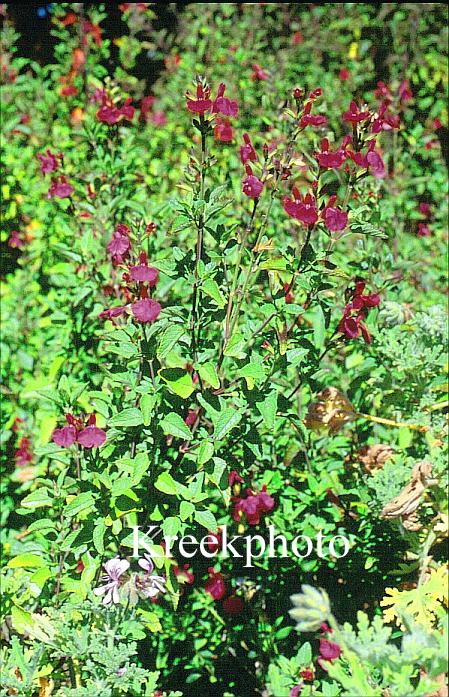 Salvia microphylla