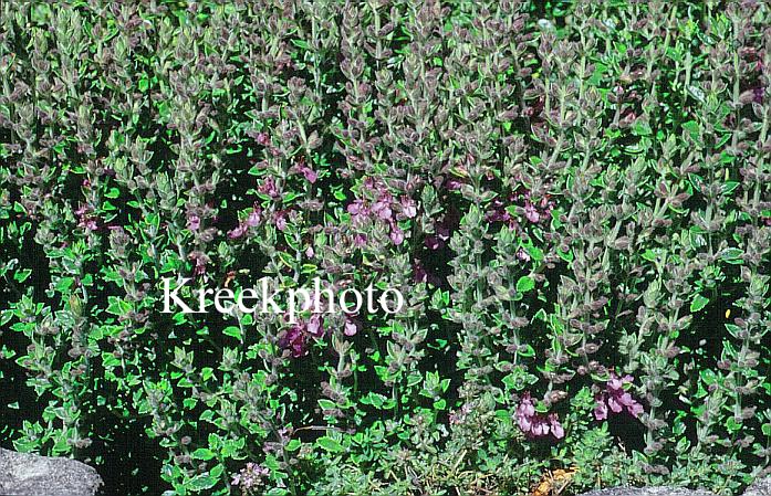 Teucrium lucidrys