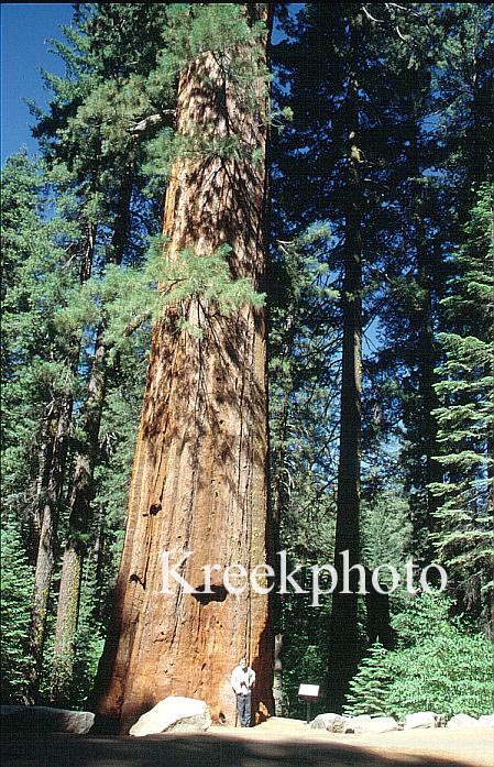 Sequoiadendron giganteum