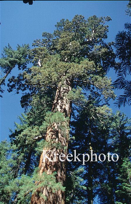 Sequoiadendron giganteum