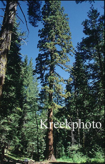 Sequoiadendron giganteum