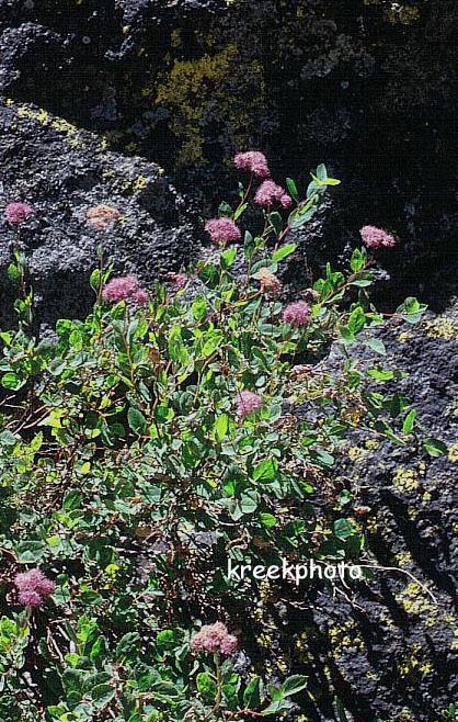 Spiraea densiflora