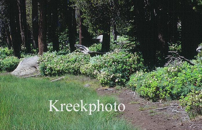 Rhododendron glandulosum