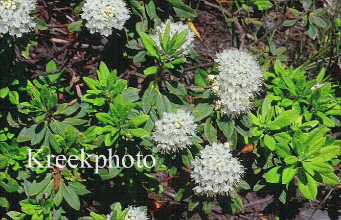 Rhododendron glandulosum