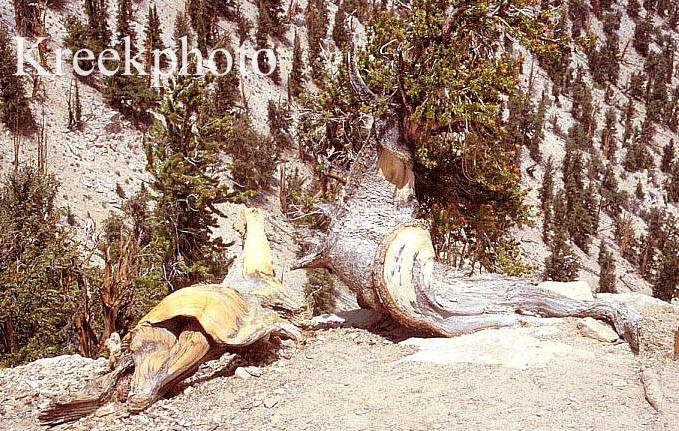 Pinus aristata