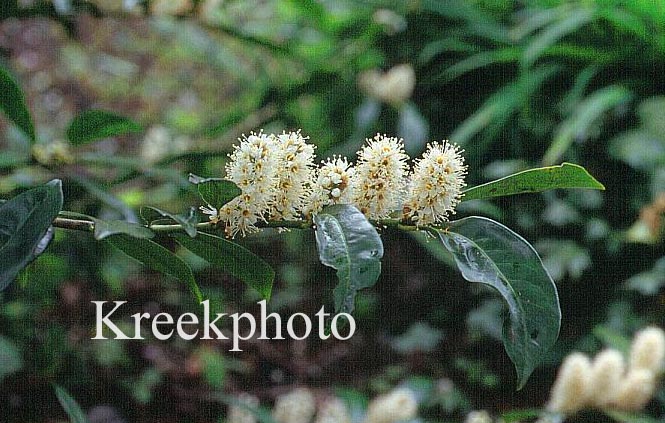 Prunus laurocerasus 'Schipka Holland'