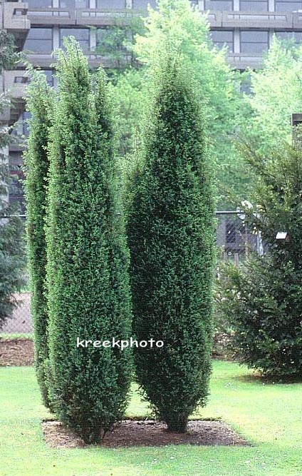 Juniperus communis 'Hibernica'