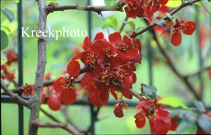 Chaenomeles speciosa 'Simonii'