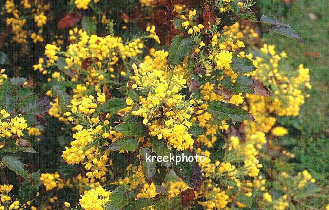 Mahonia aquifolium 'Apollo'