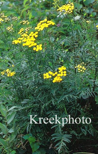 Tanacetum vulgare