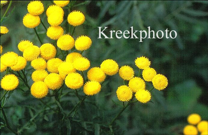 Tanacetum vulgare