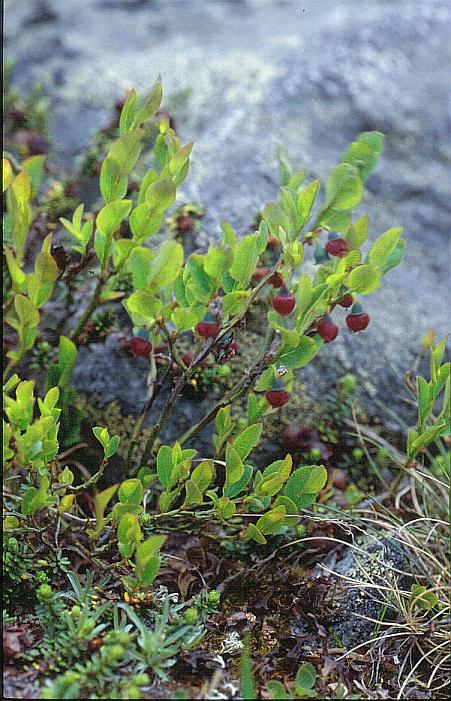 Vaccinium myrtillus