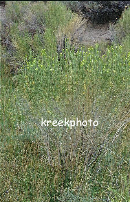Artemisia canescens