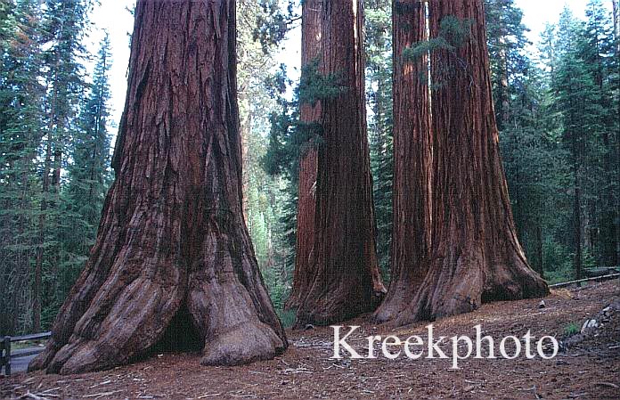 Sequoiadendron giganteum