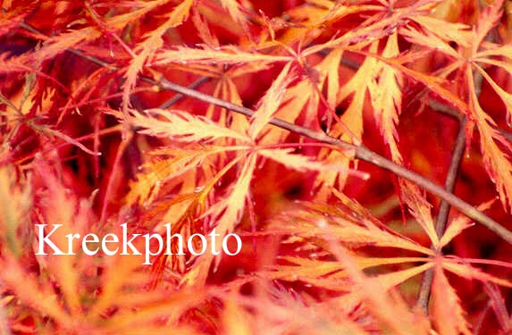 Acer palmatum 'Beni shidare'