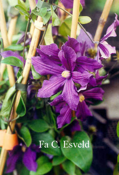 Clematis 'Durandii'