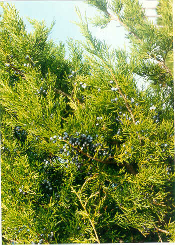 Juniperus virginiana