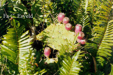 Opuntia humifusa