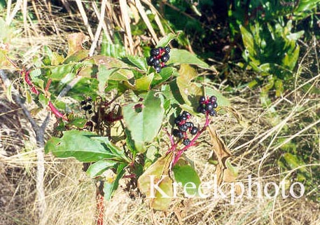 Phytolacca americana