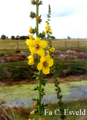 Verbascum nigrum