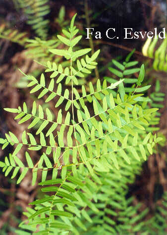 Osmunda regalis