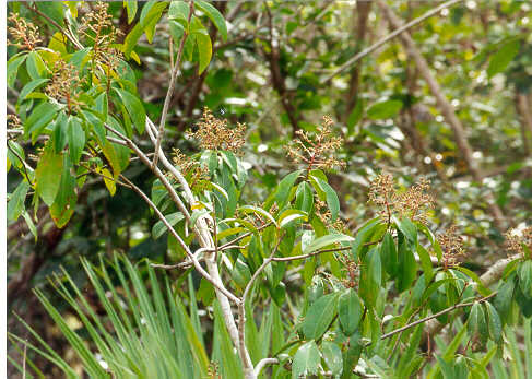 Aralia spinosa