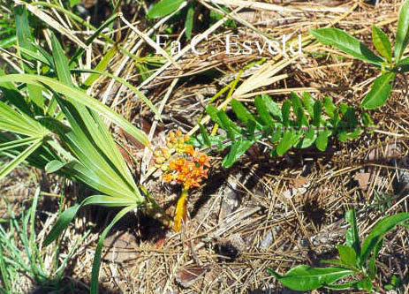 Asclepias tuberosa