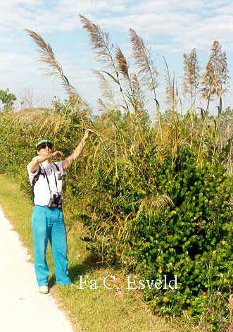 Cortaderia selloana